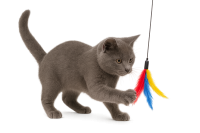 cat playing with toy PNG