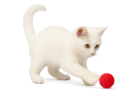 white cat playing PNG