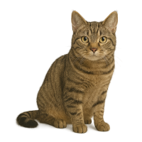cat PNG image