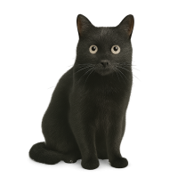 black cat PNG