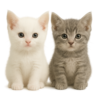2 kittens PNG