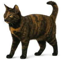cat PNG