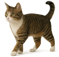 cat PNG