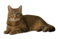 cat PNG