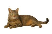 cat PNG