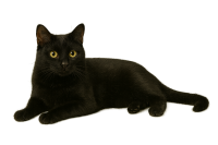 cat PNG