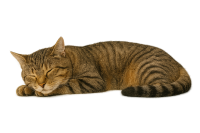 cat sleeping PNG