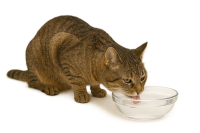 cat drinking water PNG