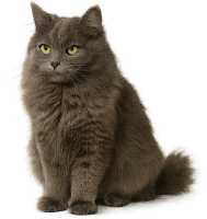 grey cat PNG