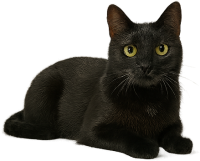 black cat laying PNG