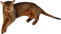 kitten png image, free download picture 