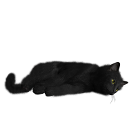 Cat PNG image