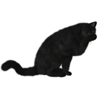 Черная кошка PNG фото