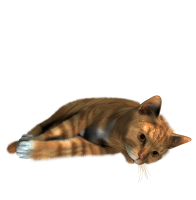 Cat PNG image