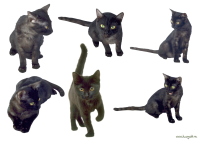 6 Cats PNG