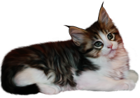 Gato PNG