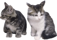 2 kittens sitting Cat PNG