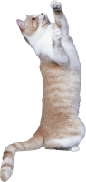 Cat playing with PNG