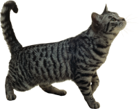 Cat with gray stripes PNG