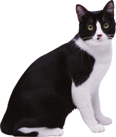 Cat with spots PNG
