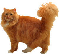 Big orange cat PNG