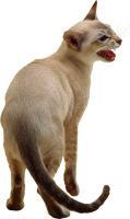 Cat meow PNG