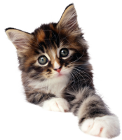 Small kitten PNG