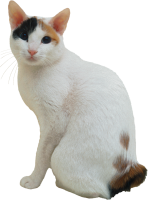 White cat with spot PNG