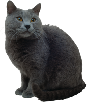 grey Cat PNG