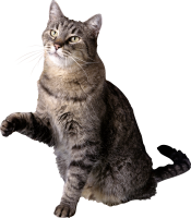 Cat PNG picture