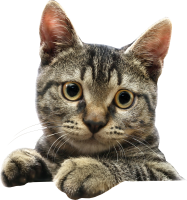 Cat head picture PNG