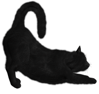 Black cat PNG