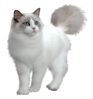 White cat standing PNG