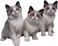 3 kittens cat PNG