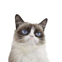 Angry cat head PNG