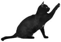 Playing cat PNG