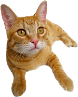 laying cat PNG ginger
