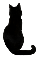 black cat from behind PNG