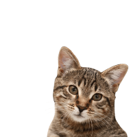Cat head with stripes PNG
