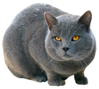 Big silver cat PNG