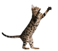 playing cat PNG