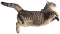 Cat flying PNG