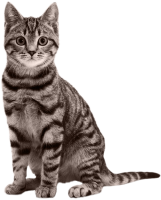 Cat stripped PNG