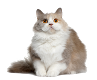Cat with orange eyes PNG
