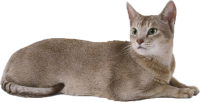 Cat laying PNG