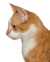 Cat orange head PNG