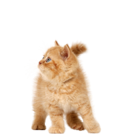 Cat ginger kitten PNG
