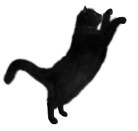 black cat jumps PNG