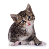 Cat kitten small PNG