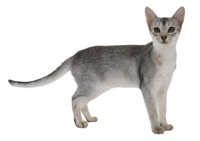 small cat PNG